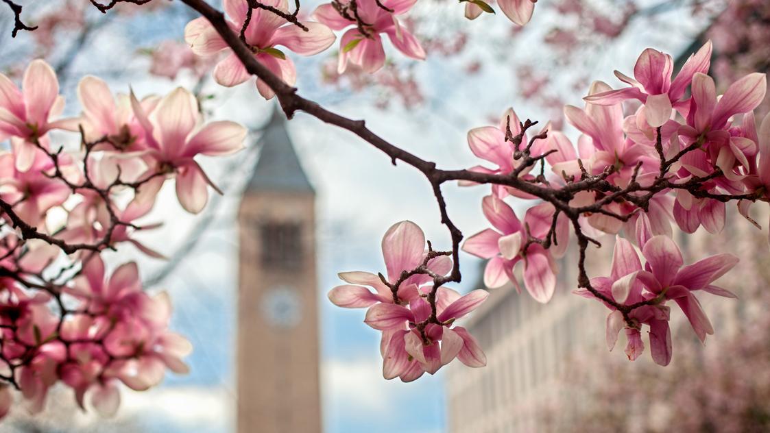 Magnolia tree blooming in the foreground with the Cornell clock tower out of focus in the background. 