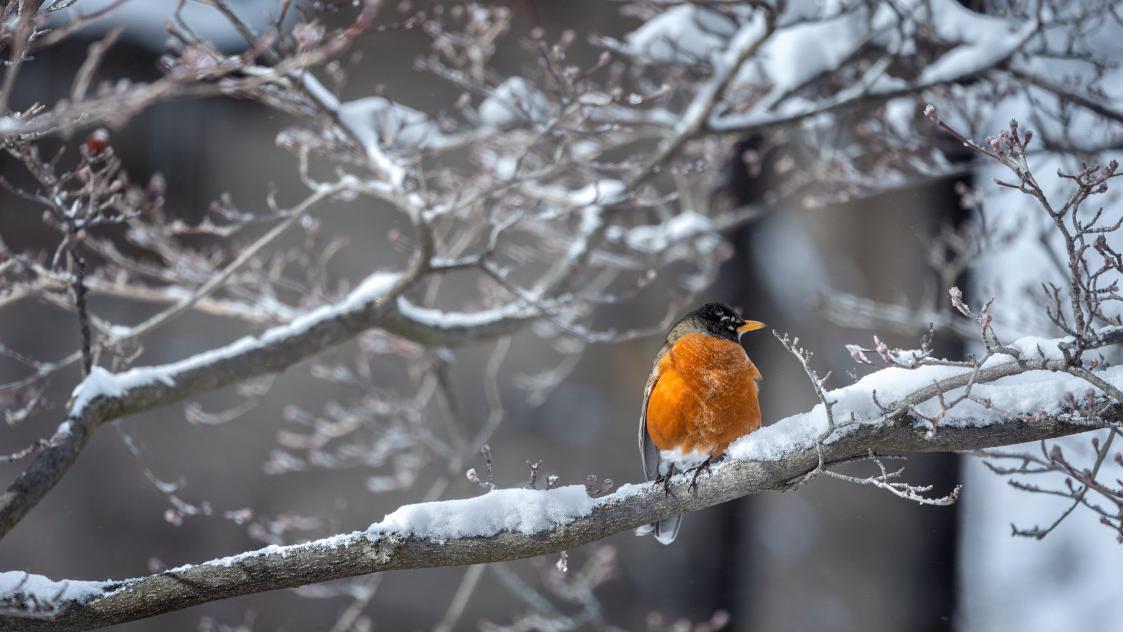 Robin in a snowy tree