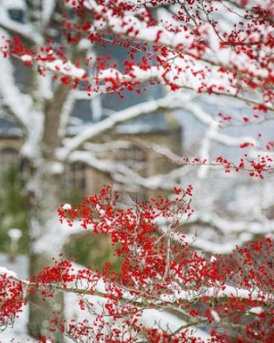 Red berries on a winter tree